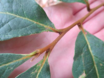 Asimina parviflora, photographed by Nonbinary-Naturalist