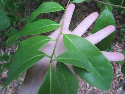 Symplocos tinctoria, photographed by Nonbinary-Naturalist