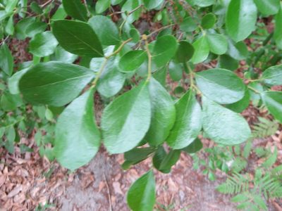Vaccinium arboreum, photographed by Nonbinary-Naturalist
