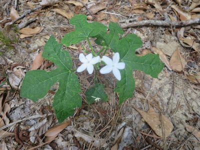 Cnidoscolus stimulosus, photographed by Nonbinary-Naturalist