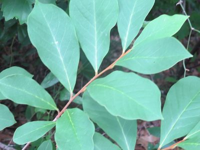 Asimina parviflora, photographed by Nonbinary-Naturalist