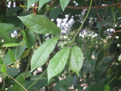 Bignonia capreolata