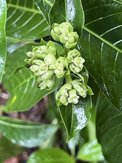 Palicourea tetragona, photographed by Djibo Zanzot