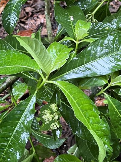 Palicourea tetragona, photographed by Djibo Zanzot