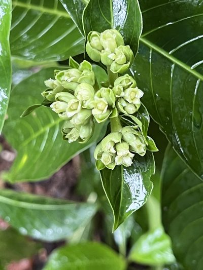 Palicourea tetragona, photographed by Djibo Zanzot