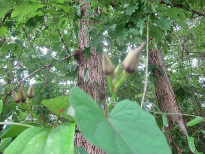 Ipomoea pandurata, photographed by Nonbinary-Naturalist