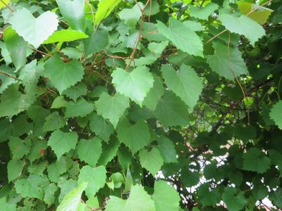 Vitis rotundifolia, photographed by Nonbinary-Naturalist