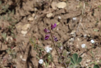 Lupinus hirsutissimus, photographed by Millie Basden