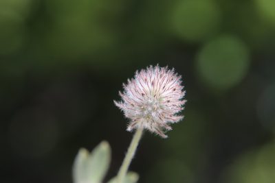 Trifolium albopurpureum