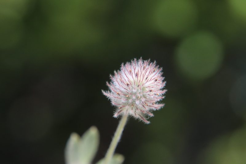 Trifolium albopurpureum, photographed by Millie Basden