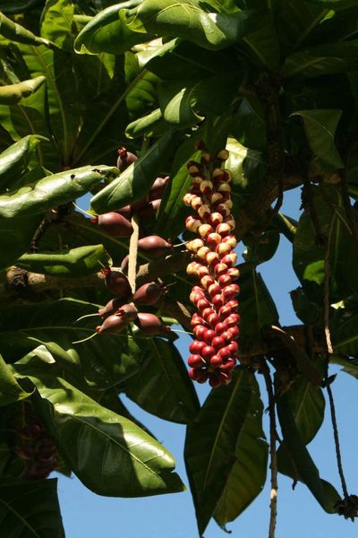 Barringtonia edulis, photographed by Dominik Maximilián Ramík