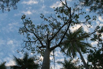 Sterculia vitiensis, photographed by Dominik Maximilián Ramík