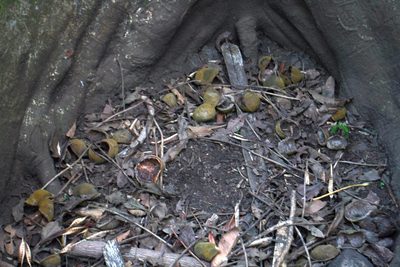 Sterculia vitiensis, photographed by Dominik Maximilián Ramík