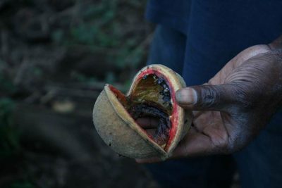 Sterculia vitiensis, photographed by Dominik Maximilián Ramík