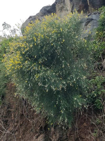 Genista tenera, photographed by Vítor Jorge