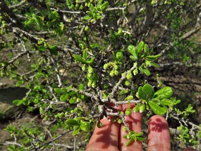 Diospyros texana, photographed by Annika Lindqvist