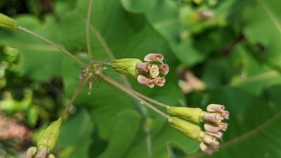 Asclepias amplexicaulis, photographed by Joseph Aubert