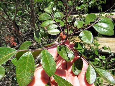 Rhus virens, photographed by Annika Lindqvist