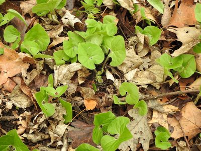 Asarum reflexum, photographed by Liren Varghese