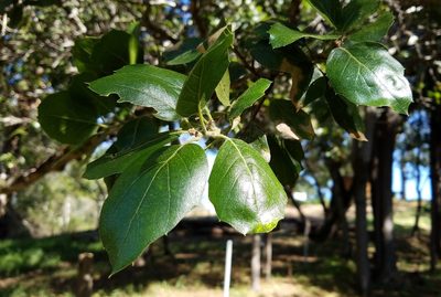 Quercus agrifolia, photographed by Kristen Gregoriev
