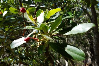 Photinia arbutifolia, photographed by Kristen Gregoriev