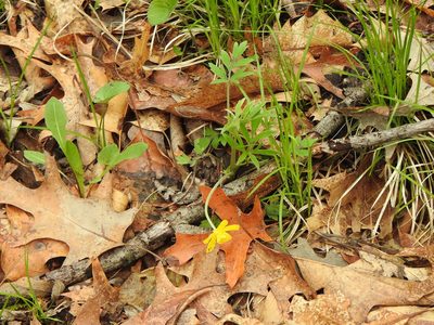 Ranunculus fascicularis, photographed by Liren Varghese