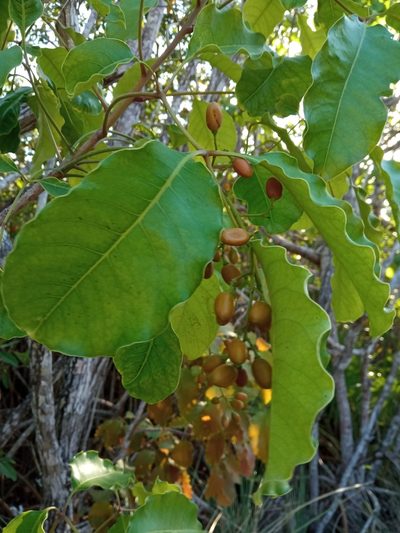 Metopium brownei, photographed by Juan Carlos A. Fierro
