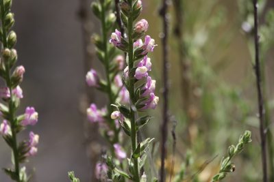 Sairocarpus multiflorus, photographed by er-birds