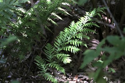 Woodwardia fimbriata, photographed by er-birds
