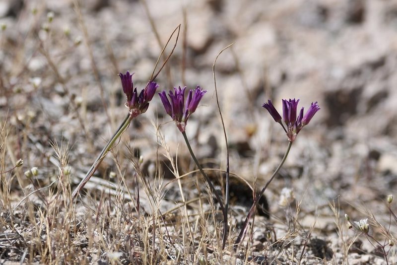 Allium fimbriatum, photographed by er-birds