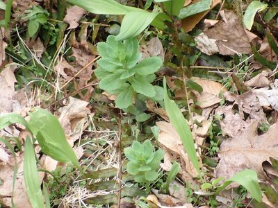 Hylotelephium telephium, photographed by Taro Ietaka