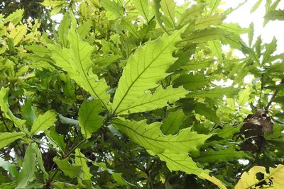 Quercus vicentensis, photographed by Neptalí Ramírez Marcial
