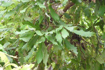 Quercus vicentensis, photographed by Neptalí Ramírez Marcial