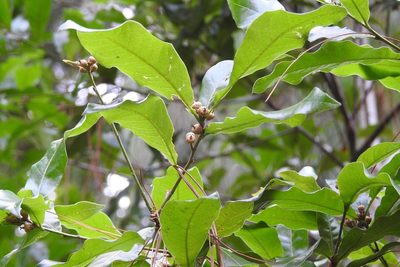 Quercus sapotifolia, photographed by Neptalí Ramírez Marcial