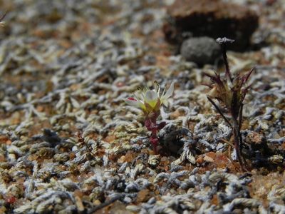 Dudleya brevifolia, photographed by James C. Davis