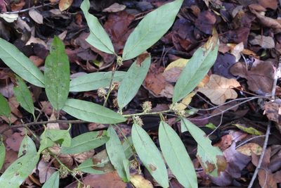 Prunus tuberculata, photographed by Neptalí Ramírez Marcial