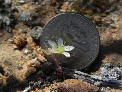 Dudleya brevifolia, photographed by James C. Davis