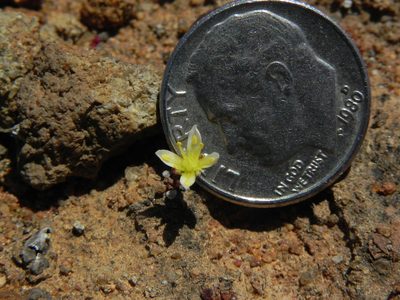 Dudleya brevifolia, photographed by James C. Davis