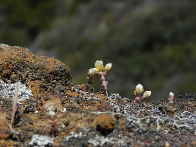 Dudleya brevifolia, photographed by James C. Davis