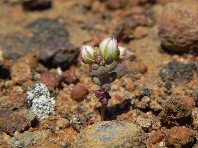 Dudleya brevifolia, photographed by James C. Davis
