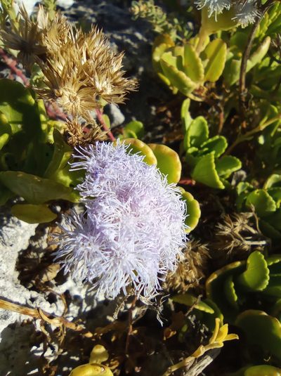 Ageratum maritimum, photographed by Juan Carlos A. Fierro