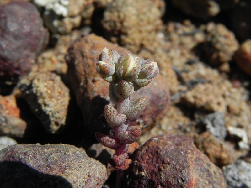 Dudleya brevifolia, photographed by James C. Davis