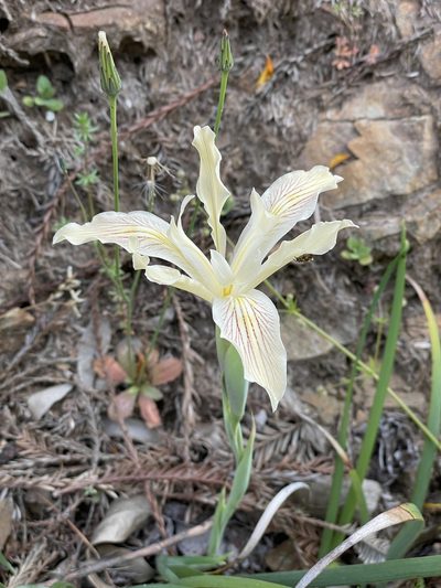 Iris purdyi, photographed by Roger Raiche