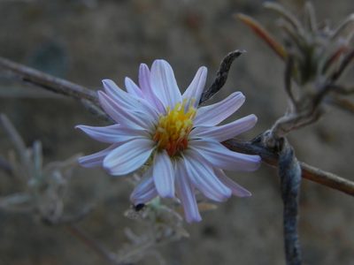 Corethrogyne filaginifolia, photographed by James C. Davis