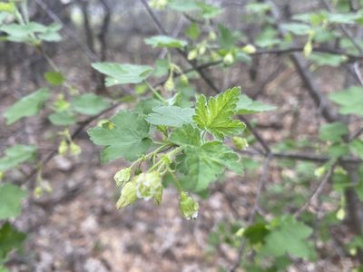 Ribes cynosbati, photographed by Brett Ortler
