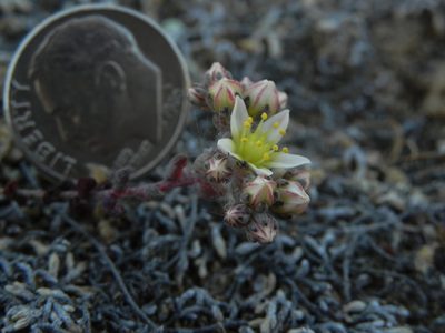 Dudleya brevifolia, photographed by James C. Davis