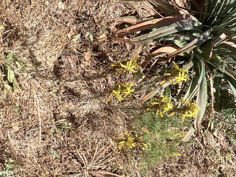 Asphodeline lutea, photographed by Andre Hosper