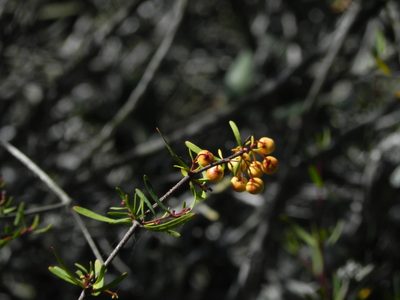 Cneoridium dumosum, photographed by James C. Davis