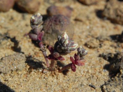 Dudleya brevifolia, photographed by James C. Davis