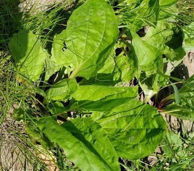 Plantago rugelii, photographed by shzimmer